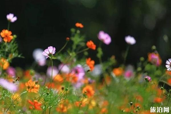 南京格桑花海在哪里看+门票+交通