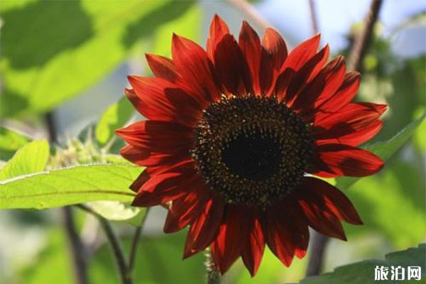 密云雾灵西峰彩葵园向日葵什么时候花开