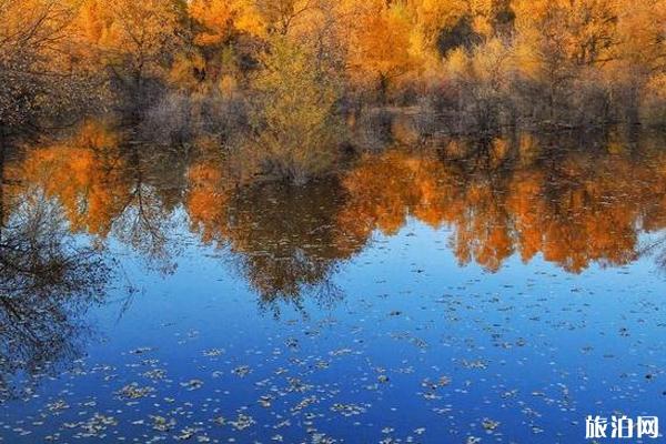 2019金塔沙漠胡杨林景区门票多少钱+游玩攻略 2019金塔沙漠胡杨林景区门票多少钱+游玩攻略