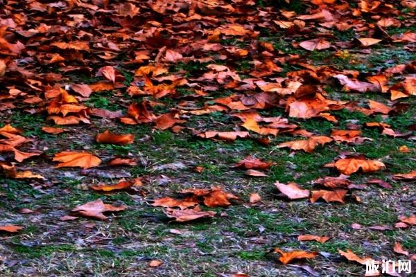 上海秋天哪里景色美