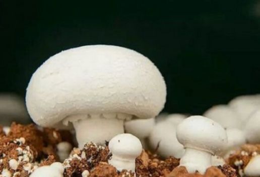 河南商丘夏邑知名特产有哪些 夏邑特产推荐