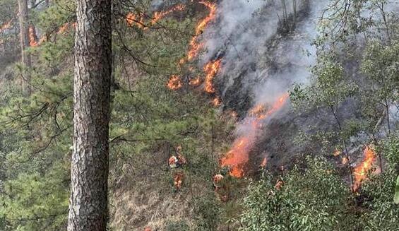 云南省林业局：今年全省已发森林火灾14起