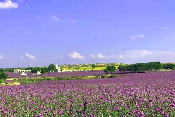 哪里有薰衣草花海 中国哪里有薰衣草花海