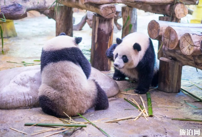 广州长隆度假区珍稀萌宠动物排名