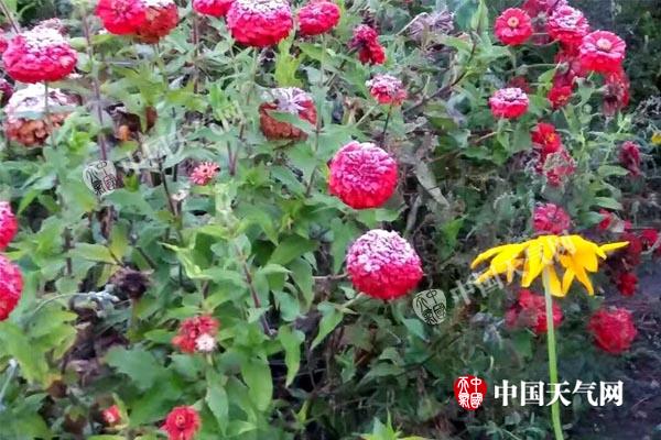 长春等多地地面温度跌破冰点 吉林发布霜冻黄色预警