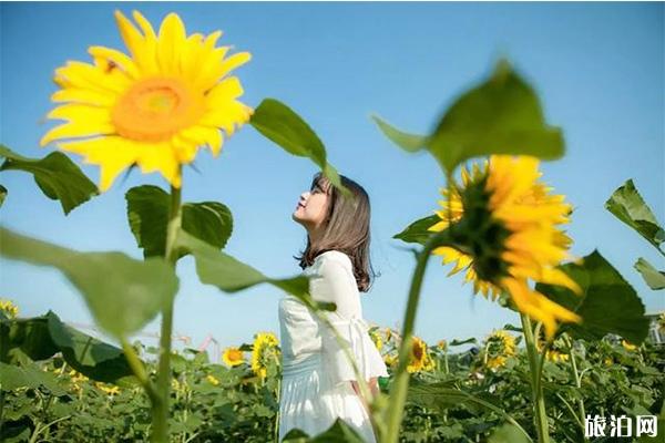 杭州向日葵花海在哪里
