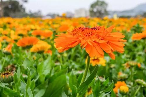 2020年五一节深圳大鹏美丽乡村百花节开放吗？开放时间是？