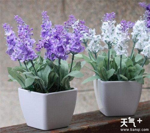 卧室放什么花有助睡眠 适合养在卧室的五种植物