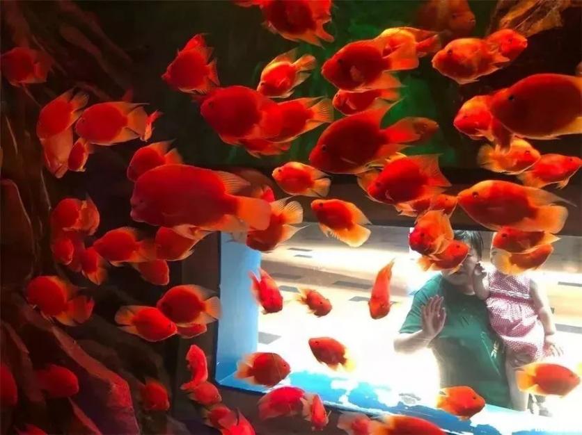 2019重庆幻太奇海洋馆八月优惠活动+游乐项目 2019重庆幻太奇海洋馆八月优惠活动+游乐项目