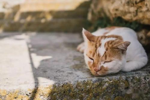 太原一男子当街虐猫