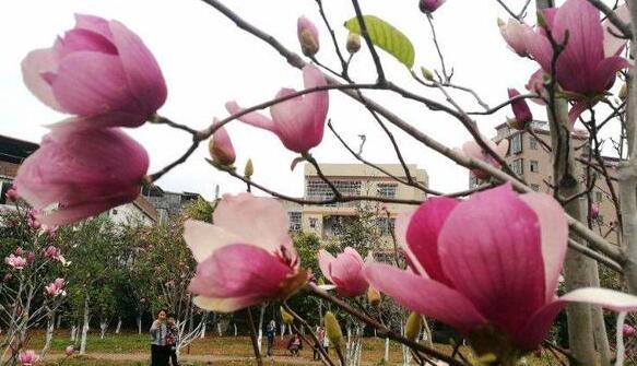东莞哪里有樱花看?