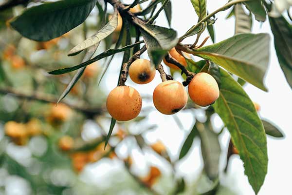 重庆摘枇杷地方推荐 重庆摘枇杷地方好去处