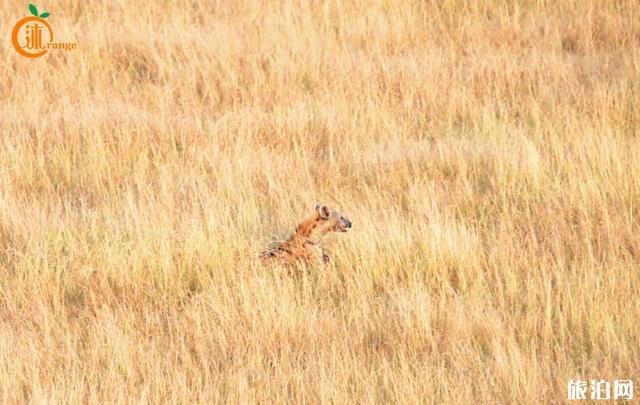肯尼亚热气球值得吗 肯尼亚马赛马拉热气球好玩吗 肯尼亚热气球安全吗 肯尼亚热气球值得吗 肯尼亚马赛马拉热气球好玩吗 肯尼亚热气球安全吗