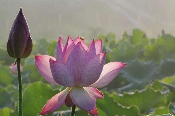 潼南香水百荷田园景点怎么去  游玩的景点有哪些