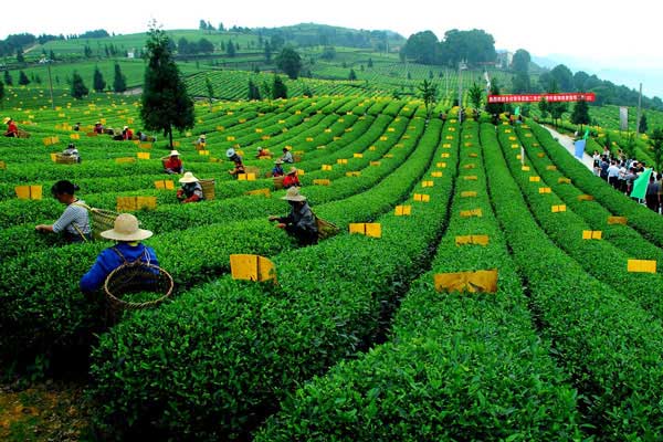 重庆踏青好去处 重庆假期踏青去哪好