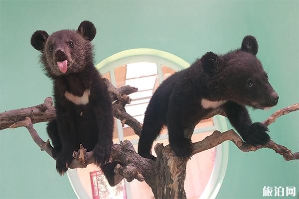 2019北京野生动物园景点门票+开放时间 2019北京野生动物园景点门票+开放时间