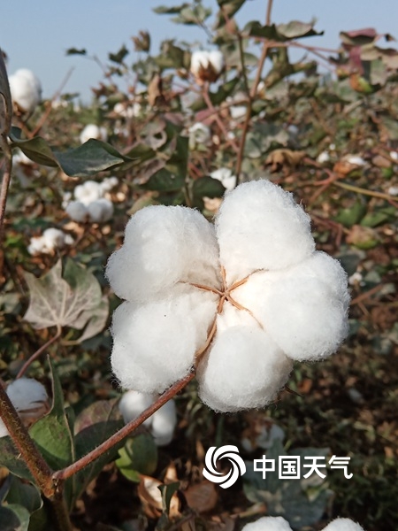 喀什棉花进入采摘期