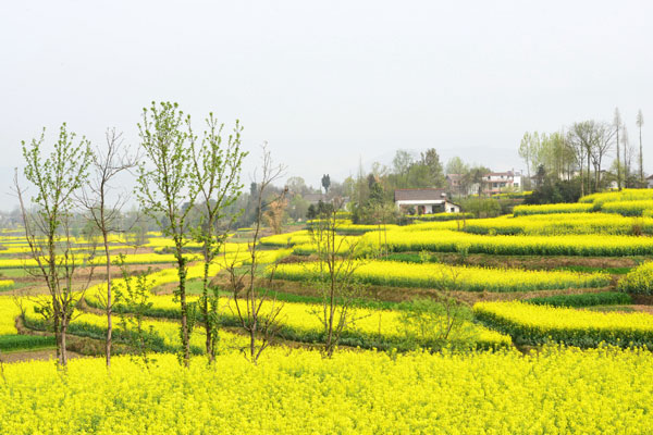 汉中油菜花海在哪里 2019汉中看油菜花最佳时间