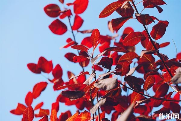 房山周口店坡峰岭风景区好玩吗 门票多少钱