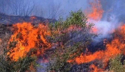 云南大理森林火灾