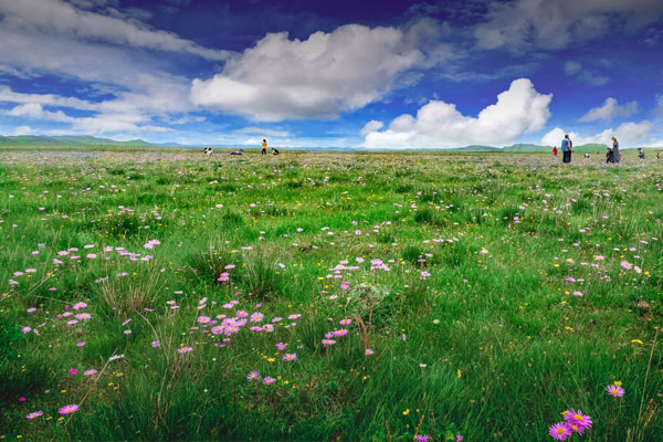 若尔盖大草原在哪里 若尔盖草原几月份开花
