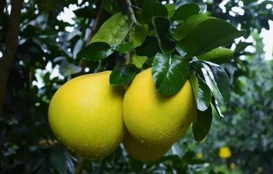 湖南怀化有哪些特产水果 湖南怀化特产