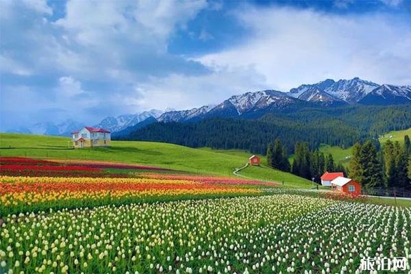 新疆伊犁向日葵几月份开 最佳观赏时间 新疆伊犁向日葵几月份开 最佳观赏时间