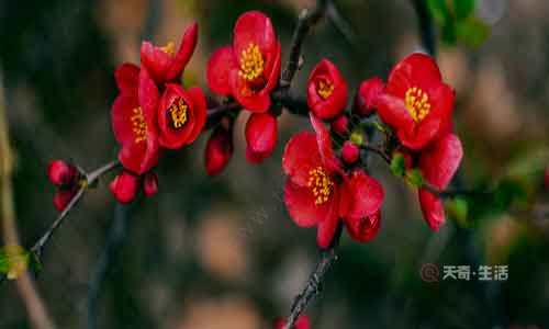 一支梨花压海棠什么意思