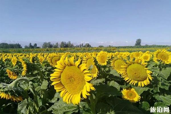 肃州东洞镇向日葵观赏节 露营节+活动内容 肃州东洞镇向日葵观赏节 露营节+活动内容
