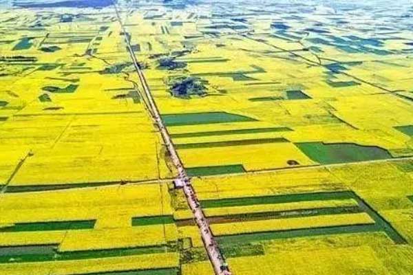 重庆哪里有油菜花看 重庆看油菜花好去处