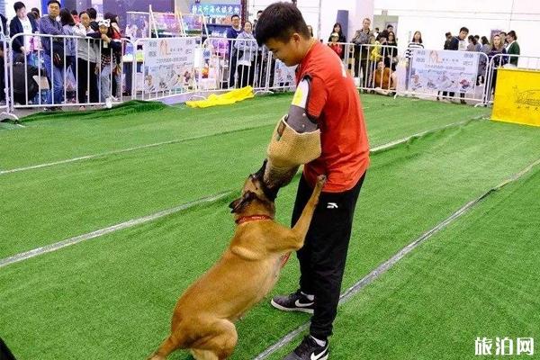 2019亚洲宠物展反恐特战犬时间+地点+活动看点