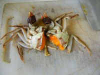 螃蟹砂锅粥的做法步骤2