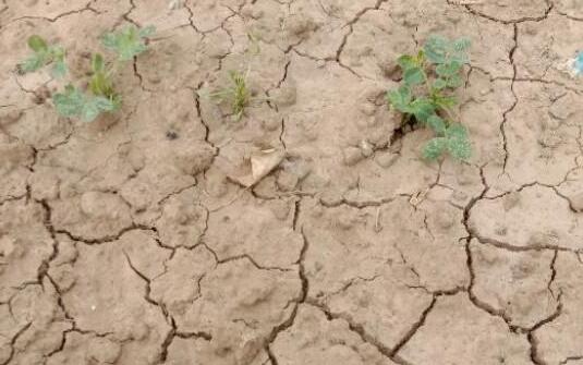 河南省11个县发布干旱橙色预警 全省作物受旱面积2380万亩