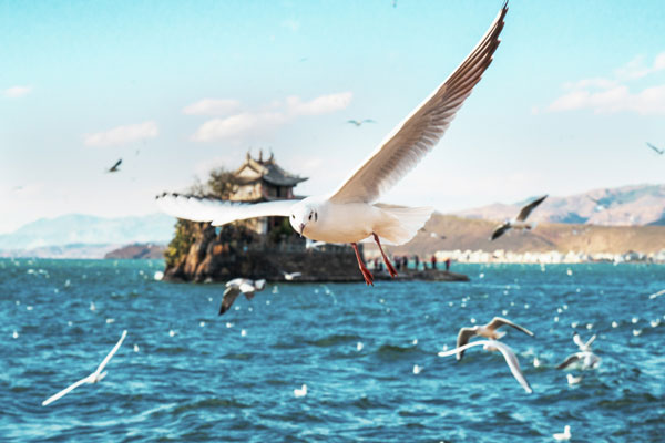 洱海什么时候有海鸥 大理洱海哪里能看海鸥