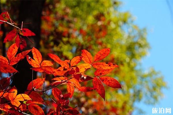 长春红叶谷最佳参观时间+交通信息