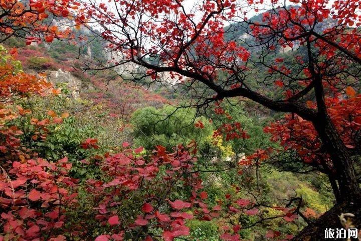 2019涉县庄子岭看红叶时间 涉县庄子岭红叶最佳观赏期