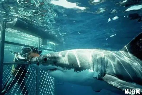 南非潜水有什么好玩的