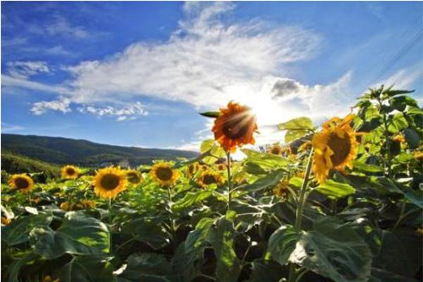 北京向日葵在哪能看 向日葵最佳观赏时间