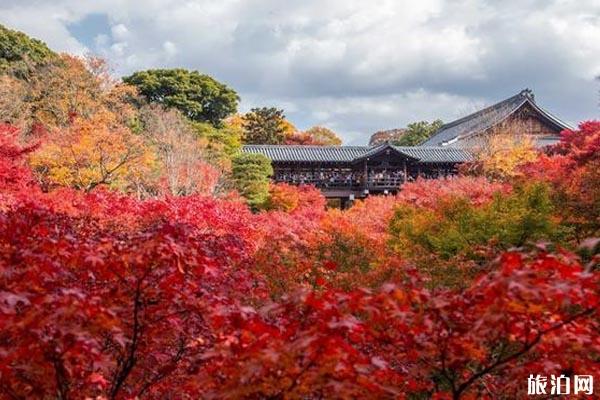 2019日本近畿地区红叶观赏时间+地点+门票+交通