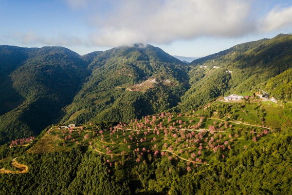 无量山樱花谷最美时间 大理无量山樱花谷花期