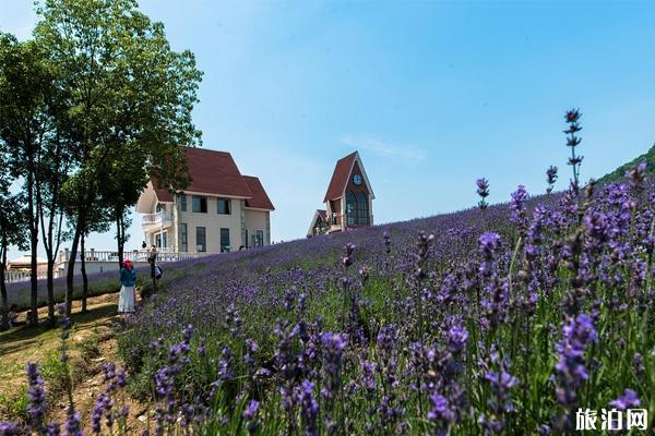 连云港薰衣草园好玩不 连云港薰衣草园门票多少钱