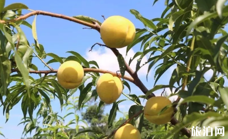 长沙有哪些地方可以采摘黄桃 长沙有哪些地方可以采摘黄桃