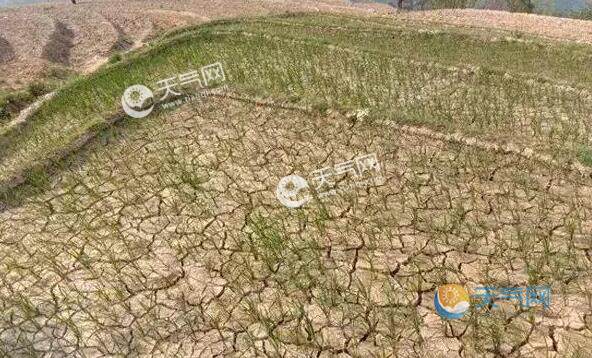 河北发布今年首个干旱预警 沧州衡水等地达重旱水平