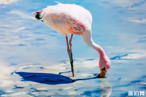 南京动物园有火烈鸟吗 南京哪个动物园有火烈鸟