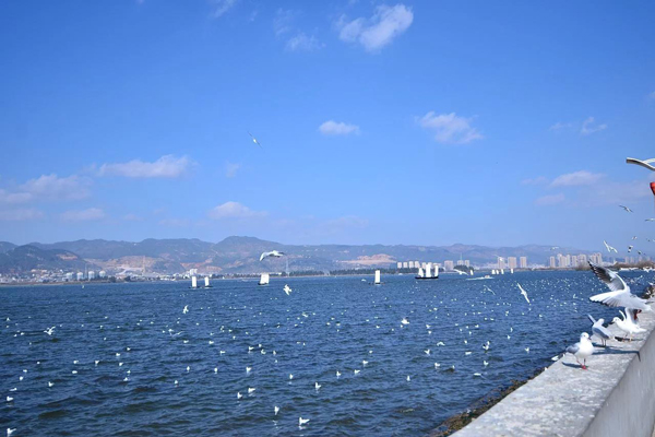 昆明看海鸥的地方有哪些 昆明海鸥最佳观赏地