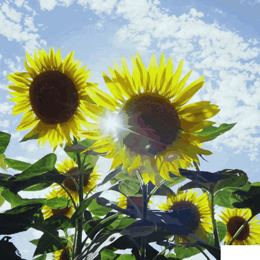 新疆伊犁向日葵几月份开 最佳观赏时间 新疆伊犁向日葵几月份开 最佳观赏时间