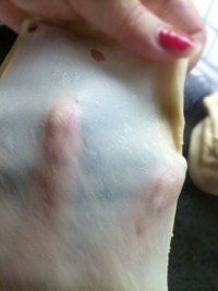 培根芝士吐司的做法步骤2