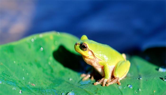 青蛙的避暑方法是什么   青蛙是怎么避暑的