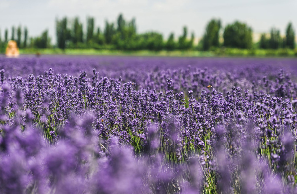 国内6月份去哪旅游好 国内6月去哪旅游最美