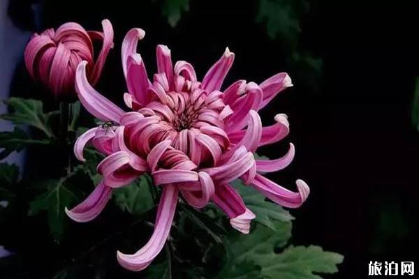 2019白鹿原影视城菊花展攻略